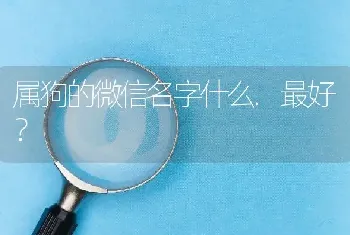 属狗的微信名字什么.最好？