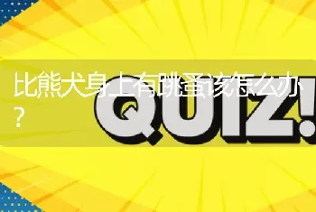 比熊犬身上有跳蚤该怎么办？