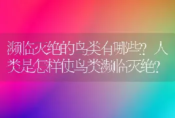 濒临灭绝的鸟类有哪些?人类是怎样使鸟类濒临灭绝？