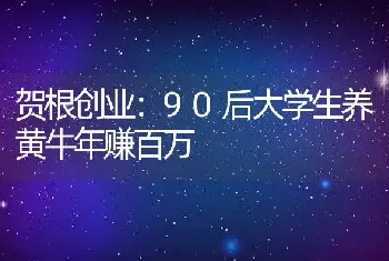 贺根创业：90后大学生养黄牛年赚百万