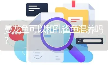 曼龙鱼可以和孔雀鱼混养吗？