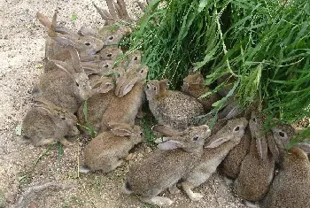 育成野兔饲养管理方法