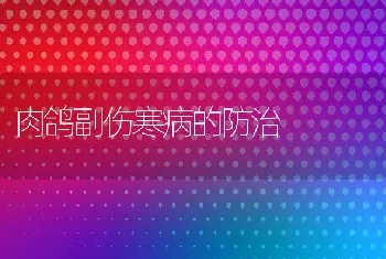 肉鸽副伤寒病的防治