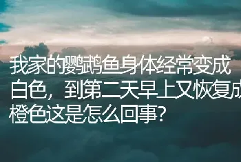 我家的鹦鹉鱼身体经常变成白色，到第二天早上又恢复成橙色这是怎么回事？