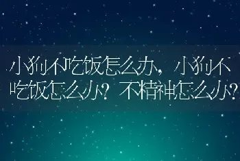 小狗不吃饭怎么办，小狗不吃饭怎么办？不精神怎么办？