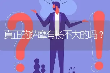 真正的萨摩有长不大的吗？