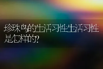 珍珠鸟的生活习性生活习性是怎样的？