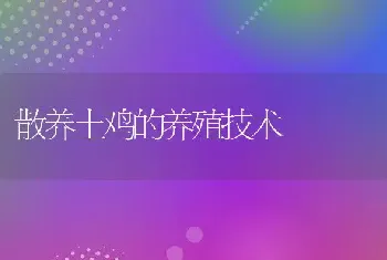 散养土鸡的养殖技术