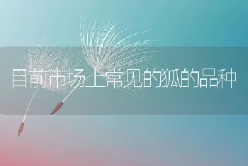 白鹅饲养的三关技术