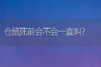 仓鼠死前会不会一直叫？