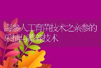 海参人工育苗技术之亲参的采捕与蓄养技术