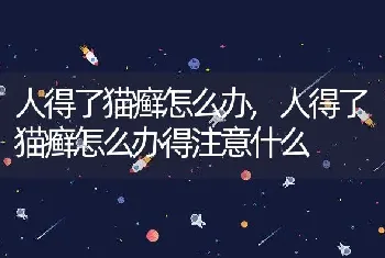 人得了猫癣怎么办，人得了猫癣怎么办得注意什么