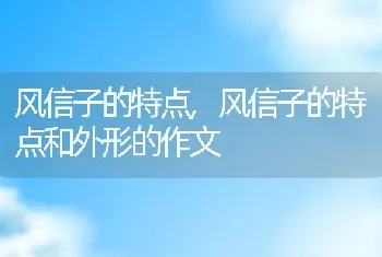 风信子的特点，风信子的特点和外形的作文