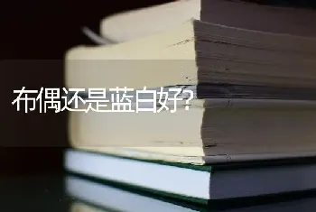 布偶还是蓝白好？