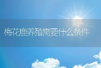 梅花鹿养殖需要什么条件