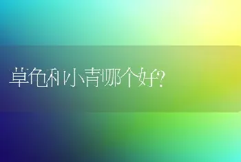 草龟和小青哪个好？