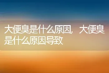 大便臭是什么原因，大便臭是什么原因导致