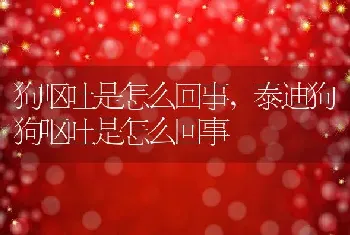 狗呕吐是怎么回事，泰迪狗狗呕吐是怎么回事