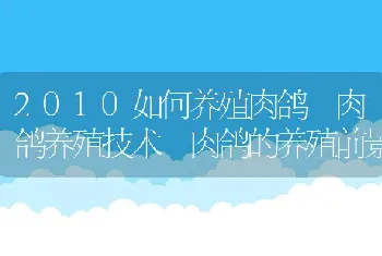 2010如何养殖肉鸽 肉鸽养殖技术 肉鸽的养殖前景