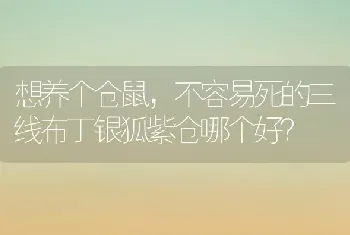 想养个仓鼠，不容易死的三线布丁银狐紫仓哪个好？