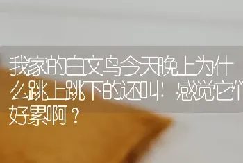 我家的白文鸟今天晚上为什么跳上跳下的还叫!感觉它们好累啊？