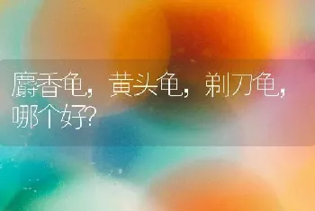 麝香龟，黄头龟，剃刀龟，哪个好？