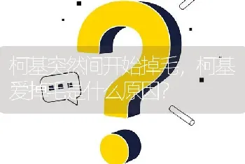 柯基突然间开始掉毛，柯基爱掉毛是什么原因？