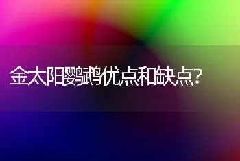 金太阳鹦鹉优点和缺点？