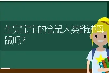 生完宝宝的仓鼠人类能碰母鼠吗？