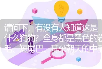 请问下，有没有人知道这是什么狗狗?全身都是黑色的卷毛、短尾巴、耳朵朝天的中型狗。不像贵宾，也不像泰迪？