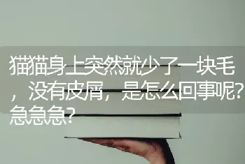 猫猫身上突然就少了一块毛，没有皮屑，是怎么回事呢？急急急？