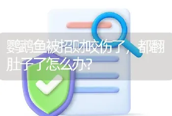 鹦鹉鱼被招财咬伤了，都翻肚子了怎么办？