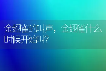 金翅雀的叫声，金翅雀什么时候开始叫？