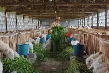 羔羊开食及育肥技术讲解