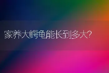 家养大鳄龟能长到多大？