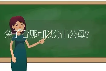 兔子看哪可以分出公母？