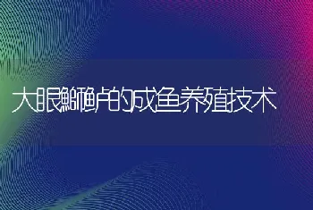 大眼鰤鲈的成鱼养殖技术