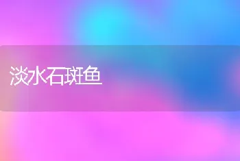 淡水石斑鱼