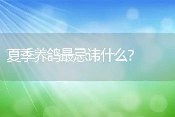 夏季养鸽最忌讳什么？