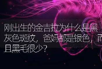 刚出生的金吉拉为什么是黑灰色斑纹，爸妈都是银色，而且黑毛很少？