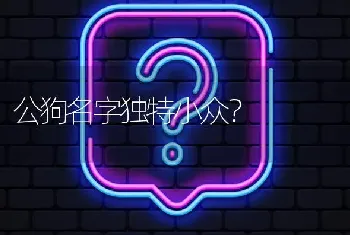 公狗名字独特小众？