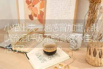 小猫出去一趟感冒加重，眼睛流泪呼吸不畅食欲不佳怎么治疗？