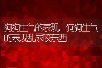 狗狗生气的表现，狗狗生气的表现乱尿咬东西