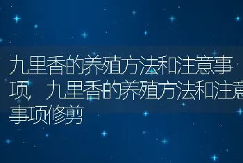 九里香的养殖方法和注意事项，九里香的养殖方法和注意事项修剪