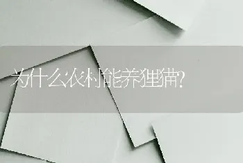 为什么农村能养狸猫？