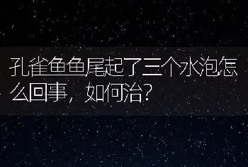 孔雀鱼鱼尾起了三个水泡怎么回事，如何治？