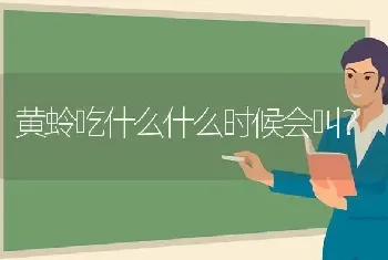 黄蛉吃什么什么时候会叫？