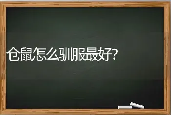 仓鼠怎么驯服最好？