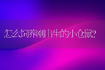 怎么饲养刚出生的小仓鼠？