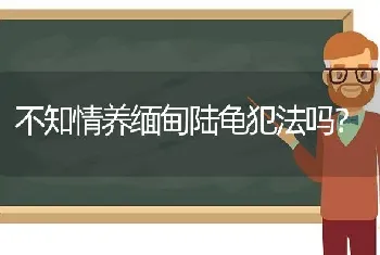 不知情养缅甸陆龟犯法吗？